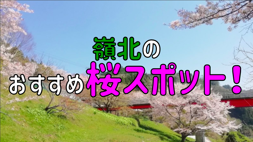 高知嶺北で桜を見よう！おすすめスポットを紹介！